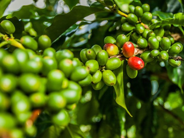 https://www.dawgen.global/wp-content/uploads/2023/07/AgroIndustry3-640x480.jpg