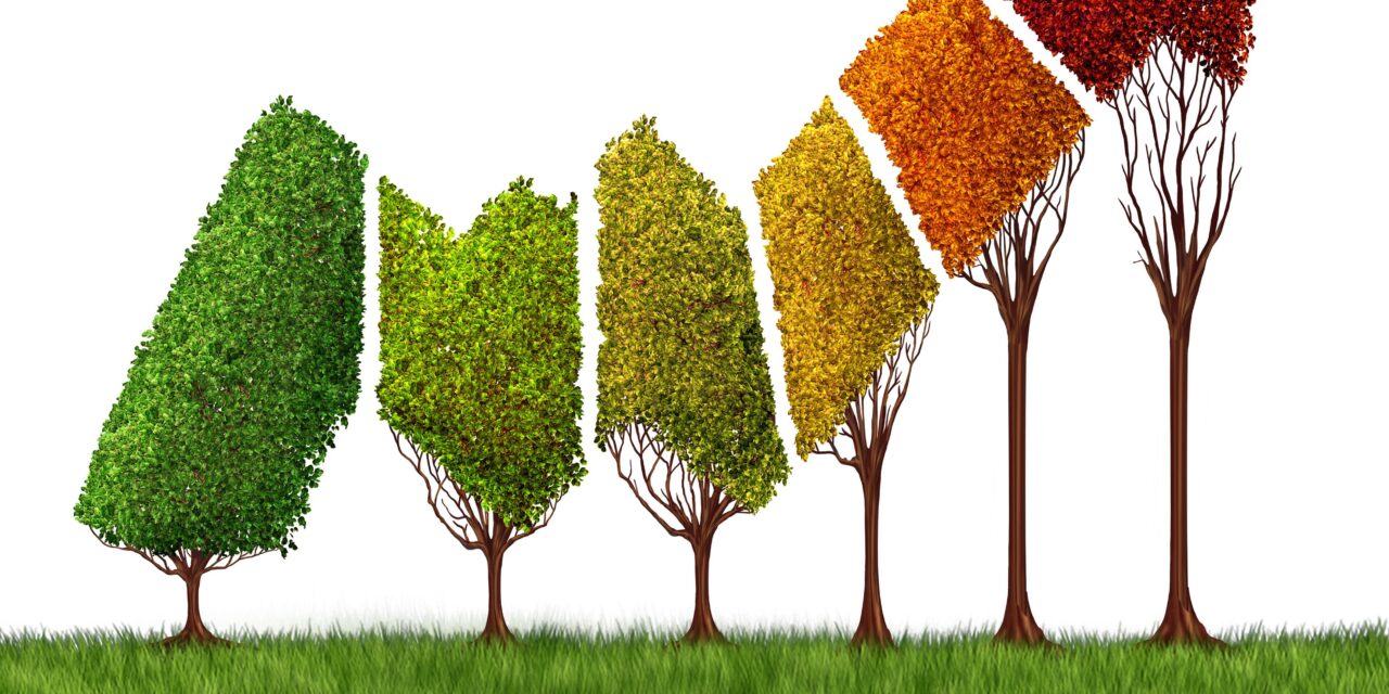 Navigating Growth in Panama: How Virtual CFOs Drive Strategic Decision-Making