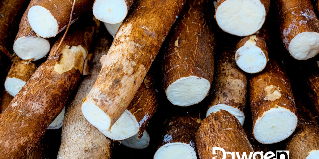 Dawgen G.R.O.W.™ (Ground-Zero Edition) — Cassava as an Investor-Ready Opportunity in Agriculture and Agri-Processing